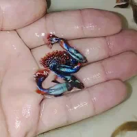 انواع نژاد گوپی کت پوزه بوته ای کالر