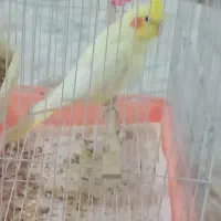 عروس هلندی|پرنده|قرچک, زیبا شهر|دیوار