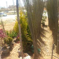 نهال نصف قیمت