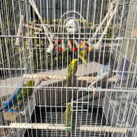 مرغ عشق رنگهای شاد