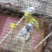 دو جفت مرغ عشق به شرط|پرنده|خمینیشهر, |دیوار