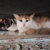 گربه مهربون آروم ماده رایگان باشرایط واگذار می شود