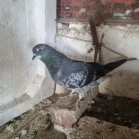 کفتر مگسی دم سفید