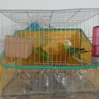 سه تا مرغ عشق|پرنده|کرمان, |دیوار