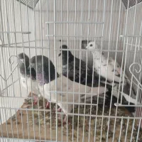 پرنده|پرنده|اردبیل, |دیوار