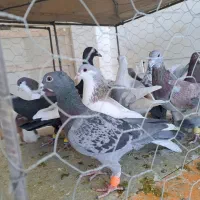 کبوتر ی بوم