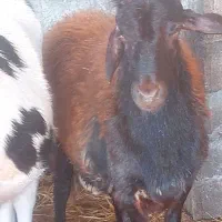 قوچ قره قزل