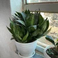 فروش گل شمشیری کوتاه