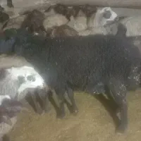 گوسفند|حیوانات مزرعه|گل تپه, |دیوار