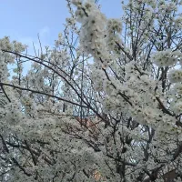 فروش باغ حاشیه رودخانه شهرسامان وپل زمانخان