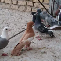 کبوتر بهبهونی شهری|پرنده|شیراز, دروازه اصفهان|دیوار