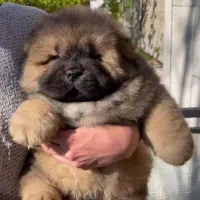 قفقازی کنکورسو سگ نگهبان درجه یک در کشور|سگ|تهران, تجریش|دیوار