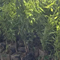 از همین فصل با نهال بادام، سودت رو چند برابر کن|خدمات باغبانی و درختکاری|رودشت (چهارمحال و بختیاری), |دیوار