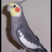 عروس هلندی|حیوانات|اهواز, بیست متری شهرداری|دیوار