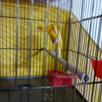 قناری نر جیور