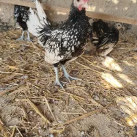 بارو سبیرایت