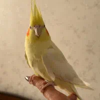 عروس هلندی|پرنده|رودهن, |دیوار