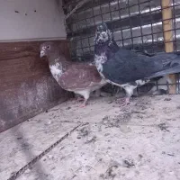 چند جفت کبوتر پرشی به ضمانت