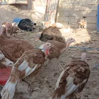 بوقلمون بوربون 6ماهه