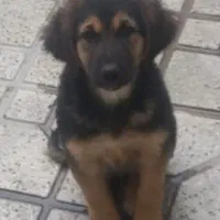 واگذاری توله دوماهه نیم نر|سگ|شیراز, کاراندیش|دیوار