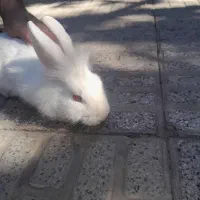 خرگوش|موش و خرگوش|کوهدشت, |دیوار