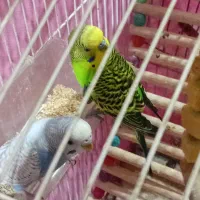 برای فروش با قفس نر وماده