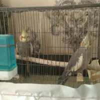 عروس هلندی جفت