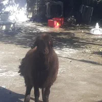 بره نر چاق چاق