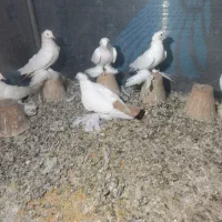 کبوتر|پرنده|تبریز, |دیوار