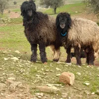 قوچ بره تخمی دوبر میش