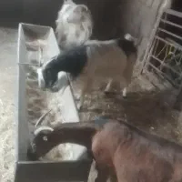 ۳ عدد بز جفتی ۴۵