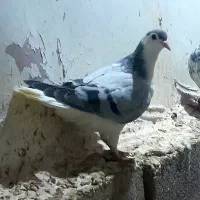 کفتر جفتگاه و جوانه