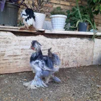 مرغ سلطان اصل|حیوانات مزرعه|ابریشم, |دیوار