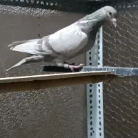 کبوتر پلاکی|پرنده|شاهین‌شهر, شهرک هشت بهشت|دیوار