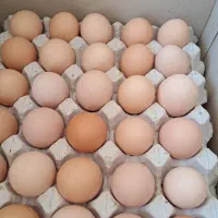 تخم مرغ رسمی درجه یک