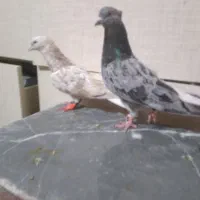 ۱۰ جفت دمسفید