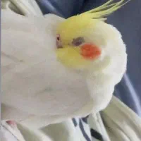 گمشده|پرنده|تربت جام, فاز ۳ فرهنگیان|دیوار