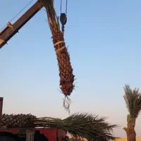 فصیلة نخل خرما