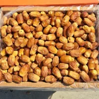 فروش خرما و مشتقات