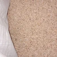 جو شهباد آبی|عمدهفروشی|فیروزآباد (لرستان), |دیوار