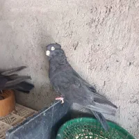 کبوتر زاغ صرب|پرنده|جیرفت, |دیوار