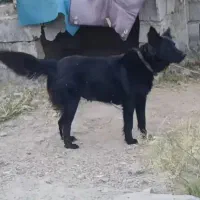 ماده فاکسی سه ساله|سگ|مشگین شهر, |دیوار