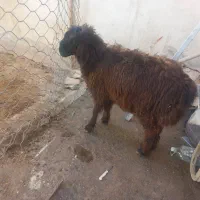 بره چاق مست