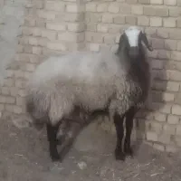 میش شالی اصیل