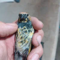 سهره وه گلبسر|پرنده|ری, صفاییه (چشمه علی)|دیوار