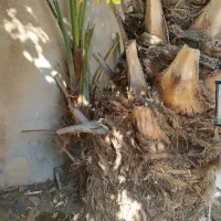 پا جوش نخل کبکاب فروشی