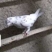 کفتر ماده|پرنده|شاهدشهر, |دیوار