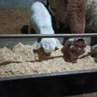 بره ماده آزوقه خوربه شرط