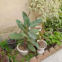 گل بابا ادم گل بنجامین و فیکوس و سیکاس|گل و گیاه طبیعی|رشت, نخودچر|دیوار