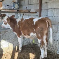 گوساله سیمینتال نر